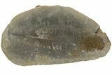 Fossil Fern (Pecopteris) Nodule Pos/Neg - Mazon Creek #183284-1
